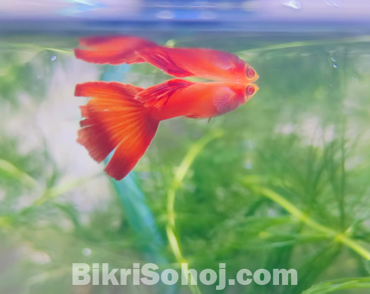 Molly, guppy, platti, red mosco, 24k gold guppy